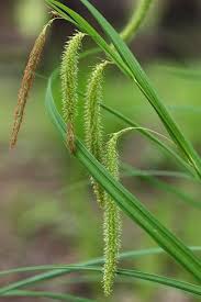 Attēlu rezultāti vaicājumam “Carex pseudocyperus fruit”