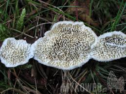 Attēlu rezultāti vaicājumam “Irpex lacteus”