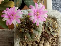Image result for Gymnocalycium