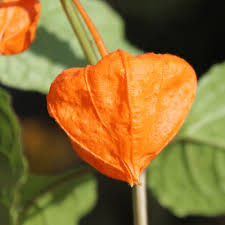 Image result for Lampionblume