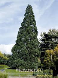 Image result for Mammutbaum