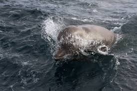 Image result for Hyperoodon ampullatus