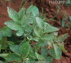 Attēlu rezultāti vaicājumam “Phyllotreta sp.”