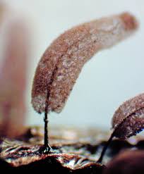 Attēlu rezultāti vaicājumam “Comatricha pulchella”