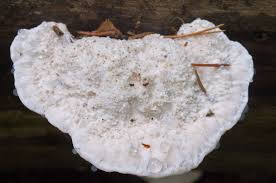 Attēlu rezultāti vaicājumam “Postia stiptica”