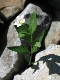 Attēlu rezultāti vaicājumam “Moehringia lateriflora leaf”