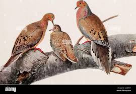 Image result for Sterna acuflavida