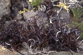 Attēlu rezultāti vaicājumam “Cetraria ericetorum”