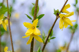 Attēlu rezultāti vaicājumam “Forsythia intermedia”