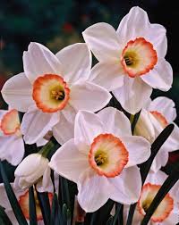 Attēlu rezultāti vaicājumam “Narcissus”