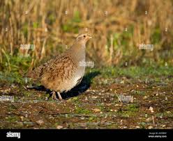 Attēlu rezultāti vaicājumam “Perdix perdix”