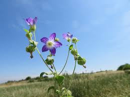 Image result for Campanula strigosa