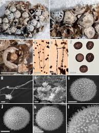Attēlu rezultāti vaicājumam “Diderma floriforme macro”