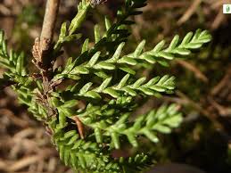 Attēlu rezultāti vaicājumam “Calluna vulgaris leaf”