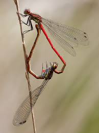 Attēlu rezultāti vaicājumam “Pyrrhosoma nymphula”