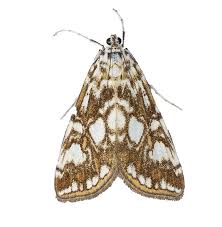 Attēlu rezultāti vaicājumam “Elophila nymphaeata”