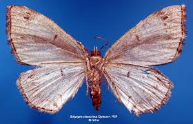 Attēlu rezultāti vaicājumam “Ecliptopera silaceata”