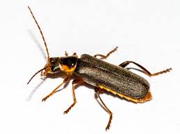 Attēlu rezultāti vaicājumam “Cantharis nigricans”