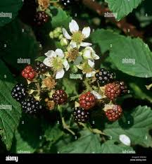 Image result for Rubus sectio