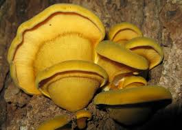 Attēlu rezultāti vaicājumam “Panellus serotinus”