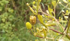 Attēlu rezultāti vaicājumam “Ranunculus sceleratus fruit”