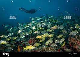 Image result for Haemulon carbonarium