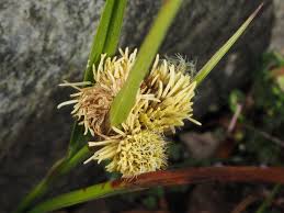 Attēlu rezultāti vaicājumam “Bolboschoenus maritimus flower”