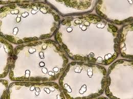 Attēlu rezultāti vaicājumam “Calypogeia sphagnicola”