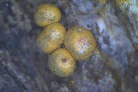 Attēlu rezultāti vaicājumam “Trichia scabra spores”