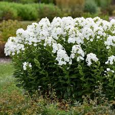 Attēlu rezultāti vaicājumam “Phlox paniculata”