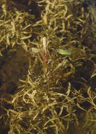 Attēlu rezultāti vaicājumam “Potamogeton gramineus”