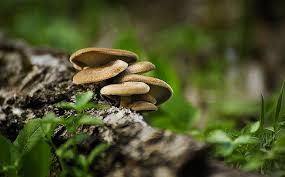 Attēlu rezultāti vaicājumam “Polyporus brumalis”