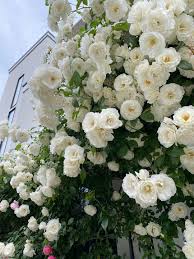 「アイスバーグ」の画像検索結果