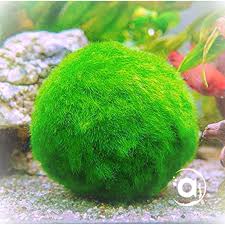 Imagini pentru Cladophora aegagropila