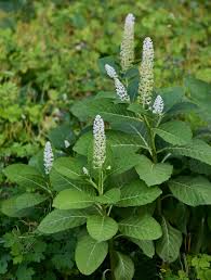Attēlu rezultāti vaicājumam “Phytolacca acinosa flower”