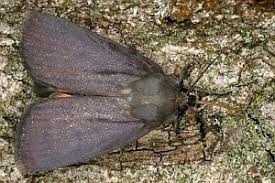 Attēlu rezultāti vaicājumam “Amphipyra livida”