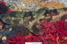 Image result for Haploblepharus pictus