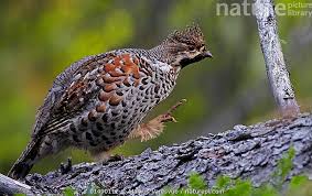 Attēlu rezultāti vaicājumam “Tetrastes bonasia”