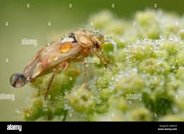 Attēlu rezultāti vaicājumam “Lygus pratensis imago”