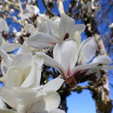 Attēlu rezultāti vaicājumam “Magnolia cylindrica”