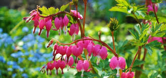 Image result for tränendes Herz