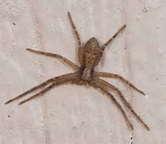 Attēlu rezultāti vaicājumam “Philodromus sp.”