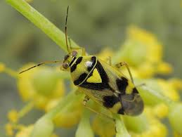 Attēlu rezultāti vaicājumam “Orthops campestris”