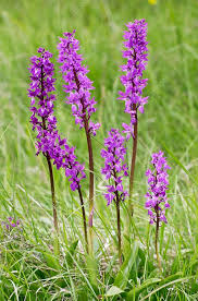 Attēlu rezultāti vaicājumam “Orchis mascula”