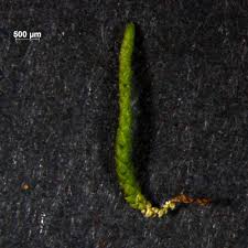 Attēlu rezultāti vaicājumam “Myurella julacea”