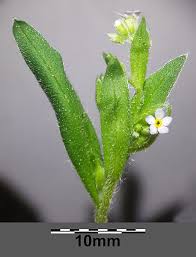 Attēlu rezultāti vaicājumam “Myosotis sparsiflora leaf”