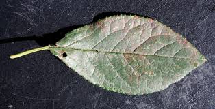 Attēlu rezultāti vaicājumam “Tranzschelia pruni-spinosae”