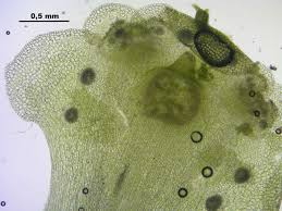 Attēlu rezultāti vaicājumam “Blasia pusilla”