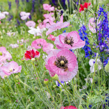 Image result for Papaver rhoeas 'Shirley'