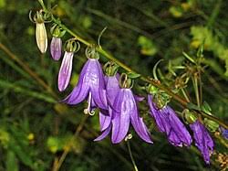 Image result for Campanula rapunculoides
